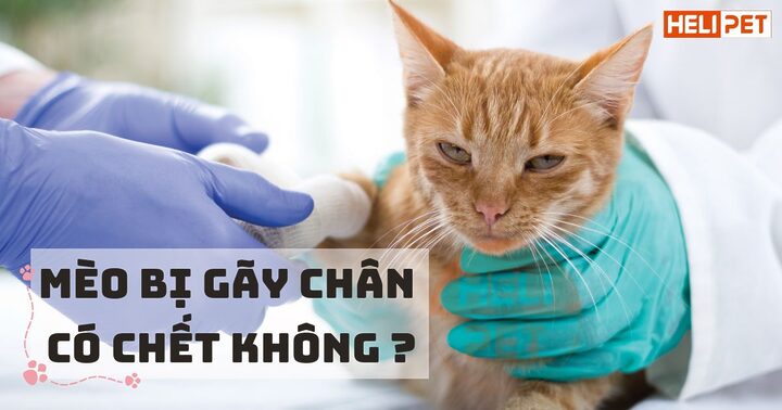 Hướng dẫn chăm sóc mèo gãy chân bị đái ỉa dính lông