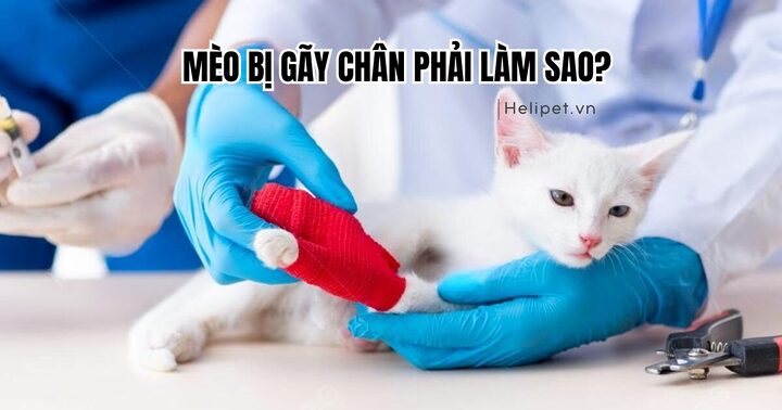 Mèo Bị Tập Tễnh: Nguyên Nhân, Dấu Hiệu Và Cách Xử Lý Hiệu Quả
