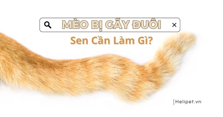 Đuôi Mèo Bị Cong: Nguyên Nhân Và Cách Xử Lý