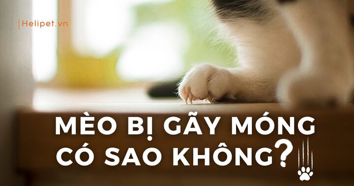 Mèo Bị Gãy Móng: Nguyên Nhân & Cách Xử Lý Chi Tiết