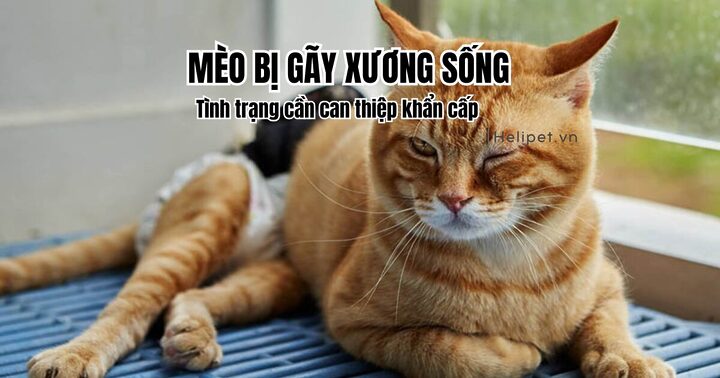 Mèo Bị Gãy Xương Sống: Dấu Hiệu, Cách Chăm Sóc & Tiên Lượng