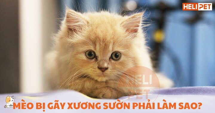 Cách chữa trị cho mèo bị gãy xương sườn: Hướng dẫn đầy đủ