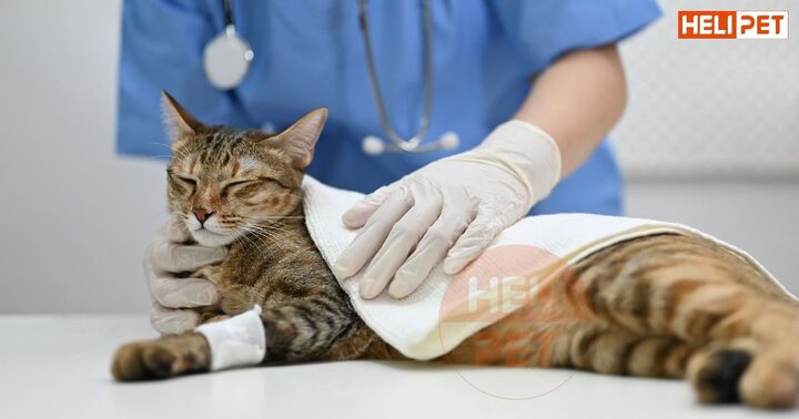 Mèo Bị Gãy Xương Sườn: Hướng Dẫn Nhận Biết và Xử Lý
