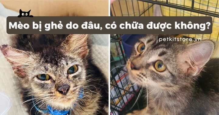 Mèo Bị Ghẻ Bôi Thuốc Gì? Hướng Dẫn Chi Tiết Từ A-Z