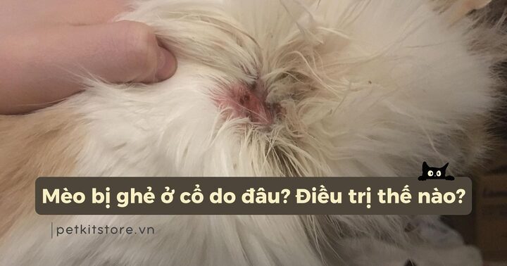 Mèo bị ngứa dưới cổ: Nguyên nhân và cách điều trị hiệu quả