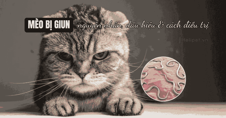 Mèo Bị Nôn Ra Giun Sán: Nguyên Nhân, Triệu Chứng & Cách Xử Lý Chi Tiết
