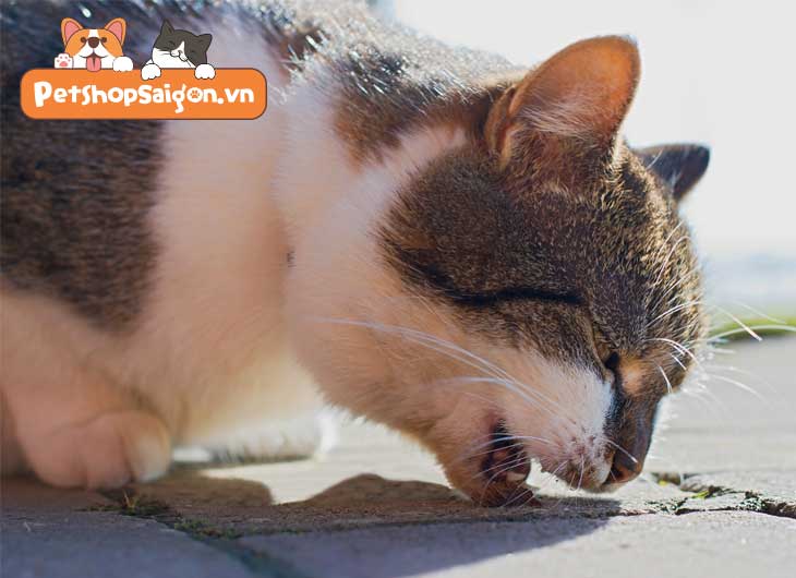 Cách Chữa Cho Mèo Bị Ho: Hướng Dẫn Chi Tiết