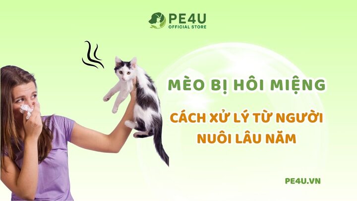 Mèo Bị Hôi Miệng: Nguyên Nhân và Cách Xử Lý Hiệu Quả