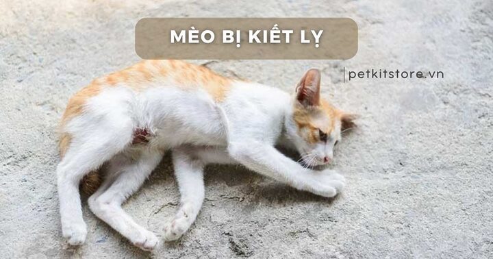 Mèo Bị Đi Kiết: Nguyên Nhân, Triệu Chứng & Điều Trị