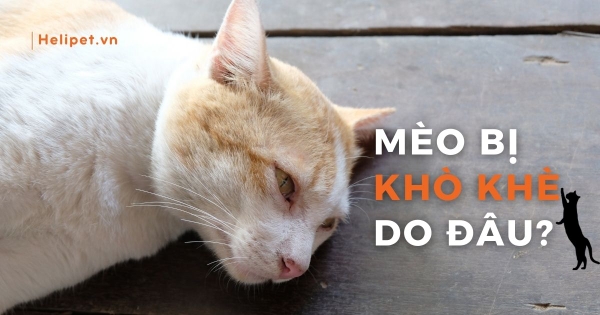 Mèo Bị Đau Họng: Dấu Hiệu, Nguyên Nhân & Cách Xử Lý