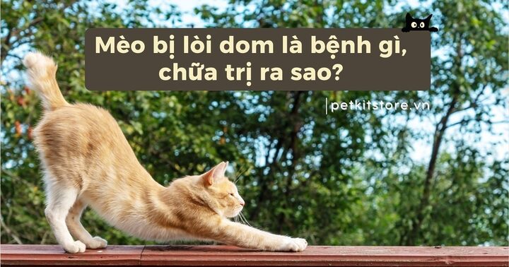 Mèo bị lòi dom: Nguyên nhân, triệu chứng và cách điều trị hiệu quả