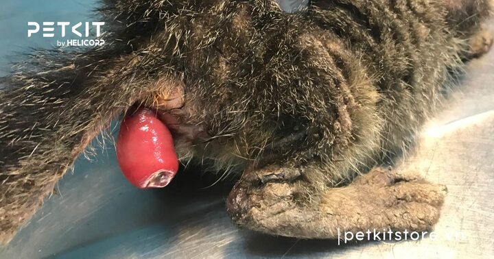 Mèo Bị Lòi Ruột Ở Bụng: Nguyên Nhân, Triệu Chứng Và Cách Chữa Trị Chi Tiết