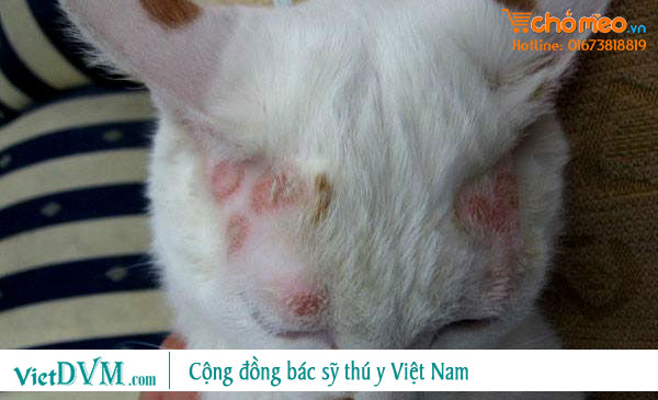 Hiểu Rõ Việc Mèo Bị Nấm Khi Mua Bán