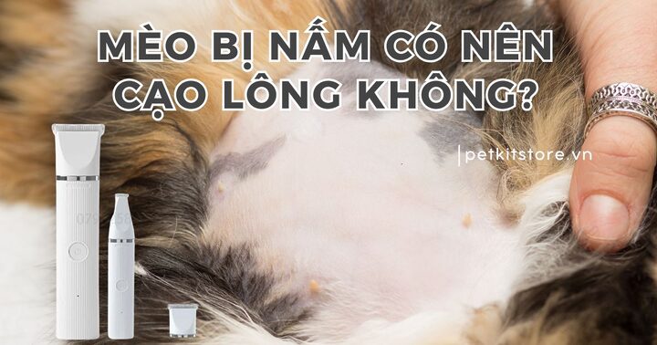 Cạo Lông Mèo Bị Nấm: Lợi Ích, Rủi Ro Và Cách Thực Hiện