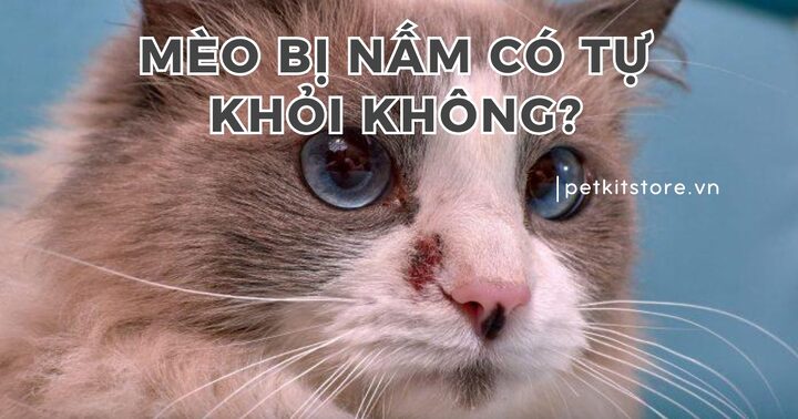 Mèo bị lưỡi sần sùi: Nguyên nhân & Cách điều trị