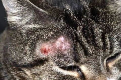 Mèo Bị Nấm Sưng Vùng Xung Quanh: Nguyên Nhân & Điều Trị Hiệu Quả