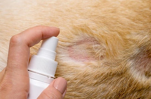 Nấm đuôi mèo: Dấu hiệu, nguyên nhân và cách trị