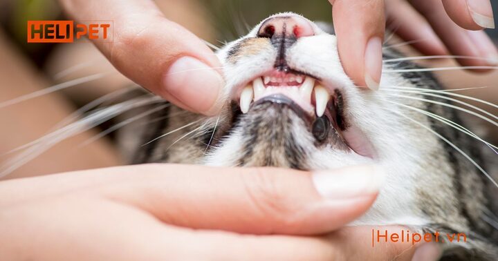 Mèo bị nấm miệng: Nguyên nhân, Triệu chứng và Cách điều trị