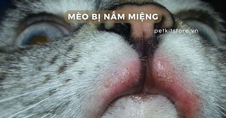 Hiểu Rõ Việc Mèo Bị Nấm Khi Mua Bán