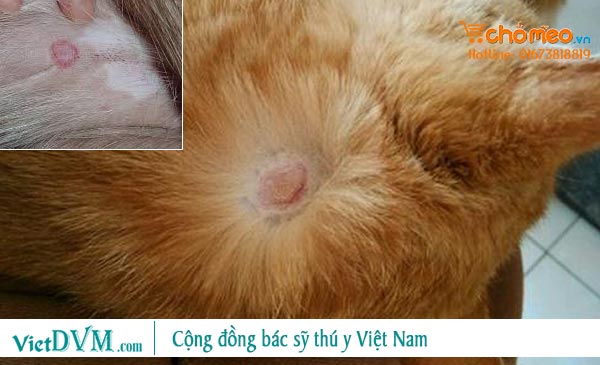 Nguyên nhân mèo bị tróc lông và cách xử lý hiệu quả toàn diện