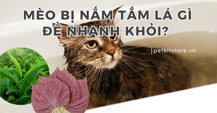 Tắm cho mèo bị nấm: Cách làm đúng và hiệu quả