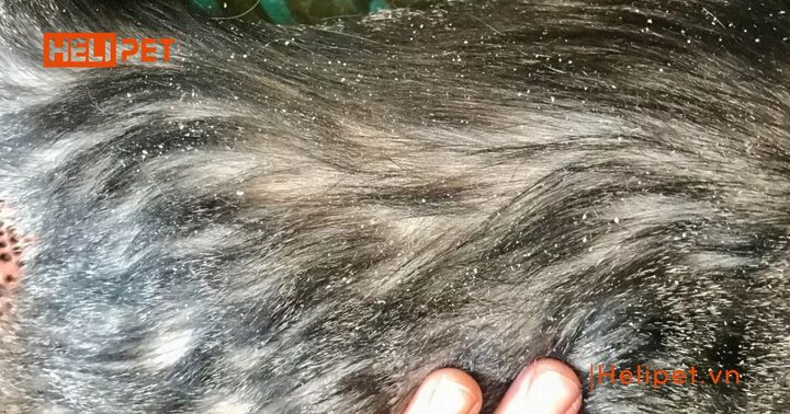 Mèo bị vảy gàu: Nguyên nhân, triệu chứng và cách điều trị hiệu quả