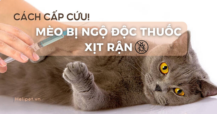 Mèo Bị Thuốc: Dấu Hiệu, Cách Xử Lý & Phòng Ngừa