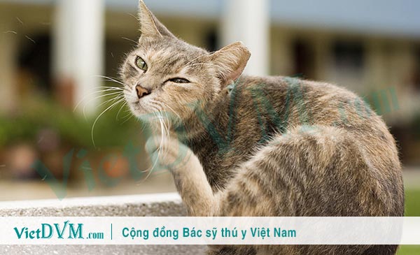 Mèo bị ngứa tai: Dấu hiệu, nguyên nhân và cách trị