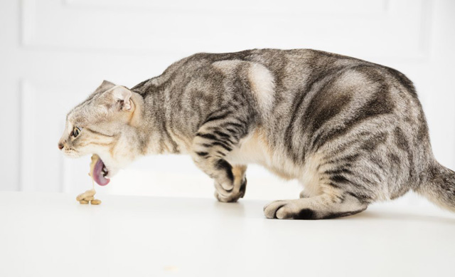Mèo bị nôn uống khoáng: Rủi ro và cách xử lý an toàn