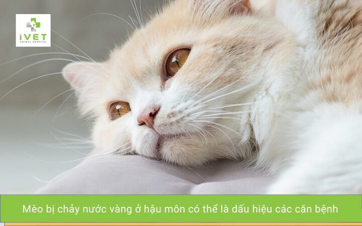 Mèo bị chảy nước ở hậu môn: Nguyên nhân & Cách xử lý