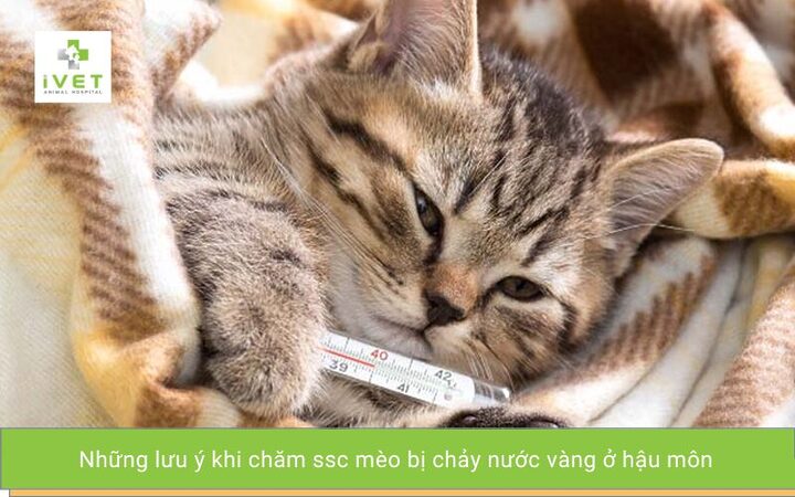 Mèo bị chảy nước ở hậu môn: Nguyên nhân & Cách xử lý