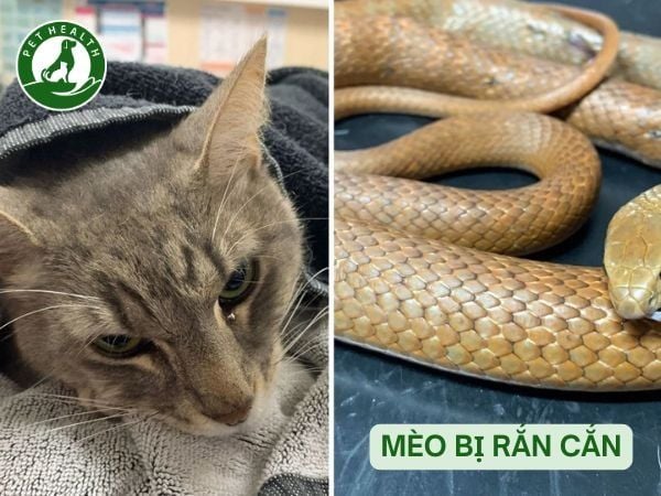 Mèo bị rắn cắn: Dấu hiệu, xử lý và cách phòng ngừa