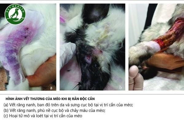 Mèo bị rắn cắn: Dấu hiệu, xử lý và cách phòng ngừa