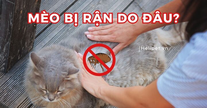 Phân Biệt Dấu Hiệu Mèo Bị Rận Hay Bọ Chét