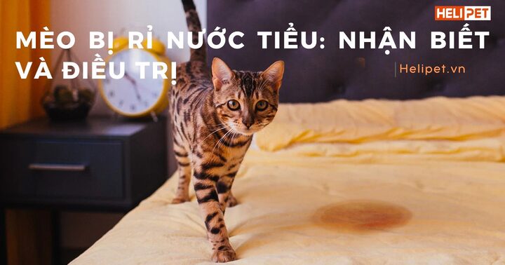 Mèo bị rỉ nước tiểu: Nguyên nhân, triệu chứng và cách xử lý