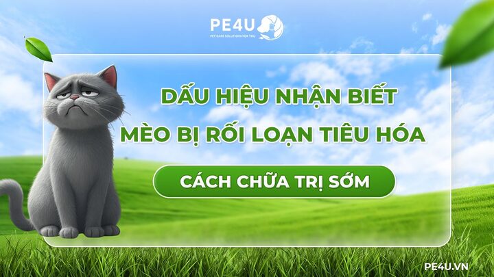 Mèo bị rối loạn tiêu hóa: Nguyên nhân, dấu hiệu & cách xử lý