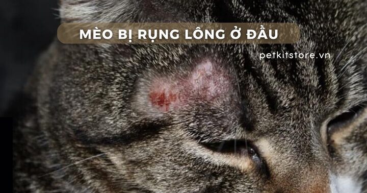Mèo Bị Rụng Lông Ở Cổ: Nguyên Nhân, Triệu Chứng Và Cách Điều Trị Hiệu Quả