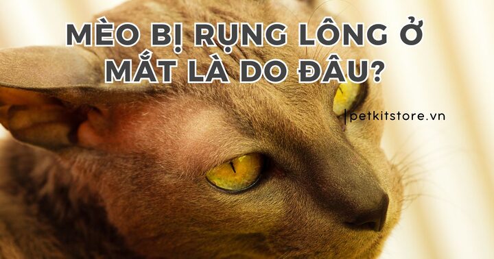 Nguyên nhân vùng quanh mắt mèo bị rụng lông