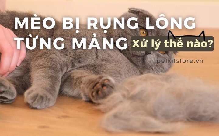 Mèo Bị Rụng Lông Ở Cổ: Nguyên Nhân, Triệu Chứng Và Cách Điều Trị Hiệu Quả