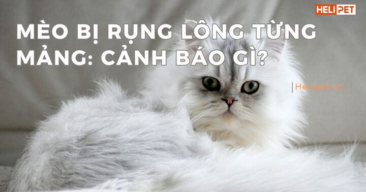Mèo Ba Tư Rụng Lông: Nguyên nhân và Cách Khắc phục Hiệu quả
