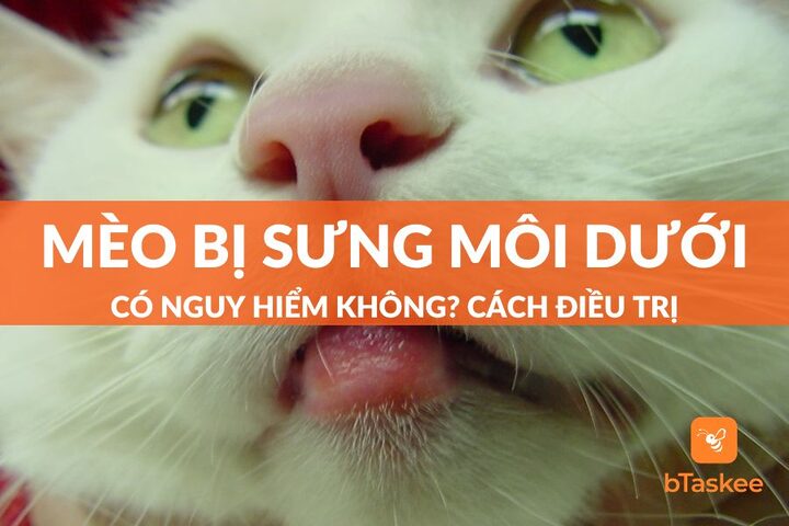 Mèo Bị Hở Môi Dưới: Nguyên Nhân, Triệu Chứng & Điều Trị