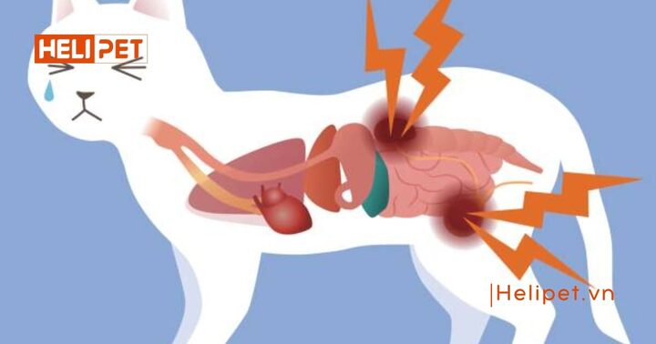 Mèo Bị Thận Nên Ăn Gì: Hướng Dẫn Dinh Dưỡng