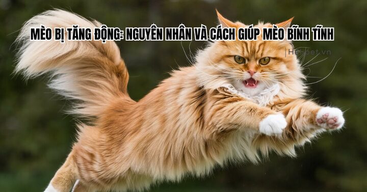 Dấu hiệu mèo bị tăng động & cách khắc phục hiệu quả