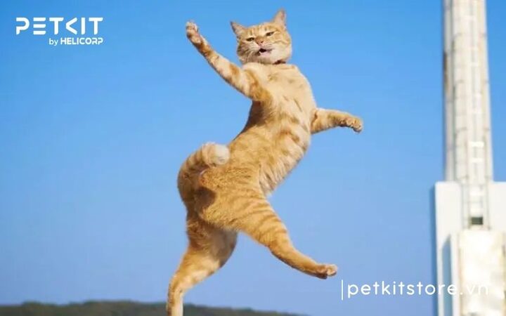 Dấu hiệu mèo bị tăng động & cách khắc phục hiệu quả