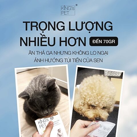 Mèo bị bón nên ăn món gì để hỗ trợ tiêu hóa?