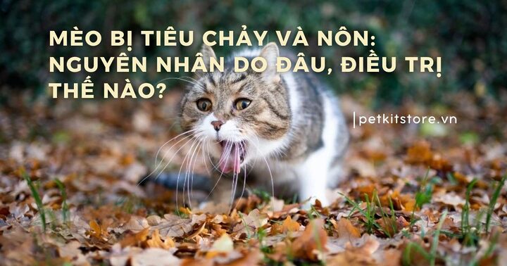 Mèo Bị Nôn và Tiêu Chảy: Nguyên Nhân, Triệu Chứng Và Cách Chăm Sóc