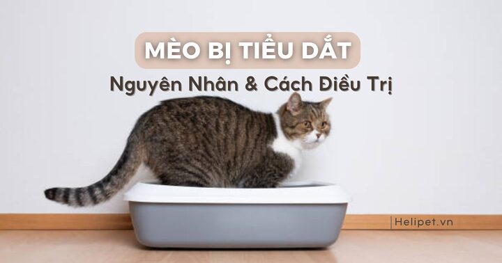 Mèo bị đái dắt: Hiểu rõ nguyên nhân và cách xử lý