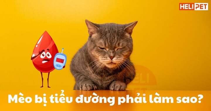 Mèo bị tiểu đường: Dấu hiệu, điều trị và chăm sóc