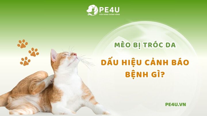 Mèo Bị Tróc Da: Nguyên Nhân, Triệu Chứng Và Cách Xử Lý