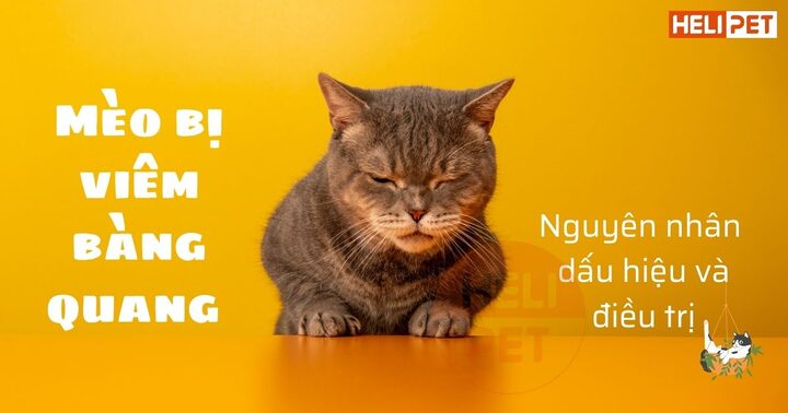 Viêm Bàng Quang Ở Mèo: Dấu Hiệu, Nguyên Nhân, Điều Trị
